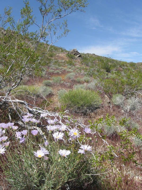 HISTORIC RAND DISTRICT GOLD MINE ~ MONARCH RAND #4 *  