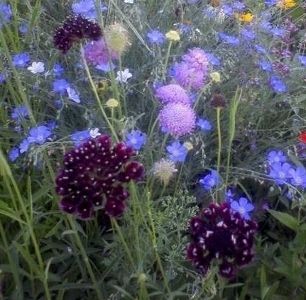 Scabiosa atropurpurea Pincushion Flower10 seeds  