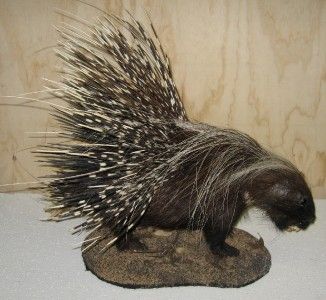 AFRICAN PORCUPINE FULL MOUNT   SPECTACULAR   NEW   #P2  