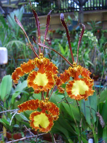   Everblooming Onc Mendenhall Hildos Orchid Cattleya Companion  