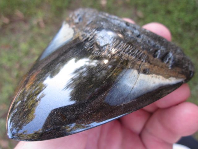   MEGALODON SHARK Tooth Fossil Teeth Megladon South Carolina USA SCUBA