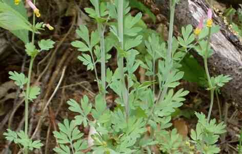   perennial that loves the sun and will grow in some very poor soils