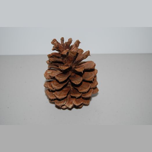 This is our Large Pine Cone with Bison Tube Geocache Containers.