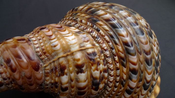 LARGE 35cm PACIFIC TRITON SHELL SEASHELL Marine Collectible Sipadan 