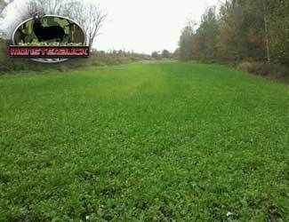 5Lb Grazing Premium Food Plot Seed  