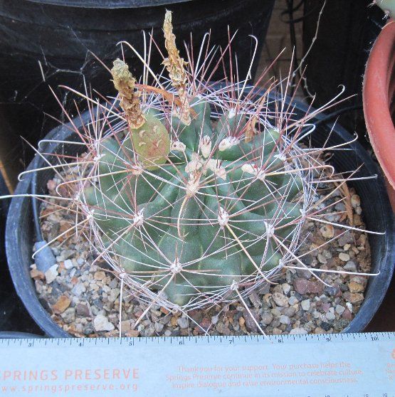 Ferocactus hamatacanthus Most Cold Hardy Ferocactus 1  