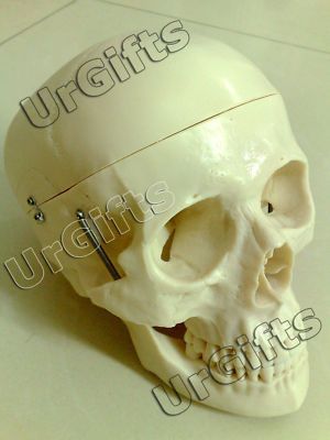 Human Anatomy Anatomical Skull 11 Life Size PVC Model  