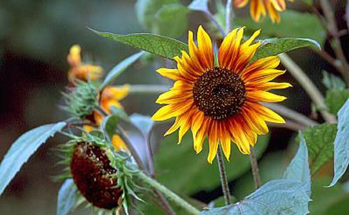 200+ SUNFLOWER Autumn Beauty Seeds Bulk  