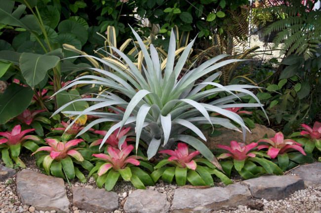 BROMELIAD *** Alcantarea ODORATASILVER BEAUTY  