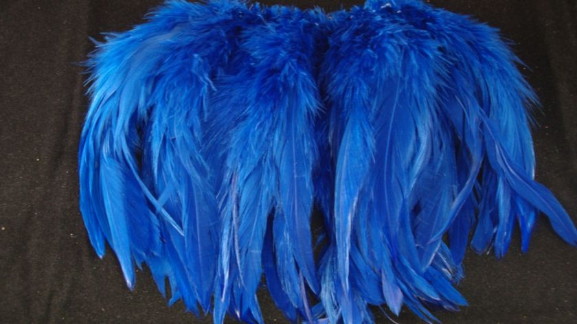 EXTRA LONG ROYAL BLUE SCHLAPPEN ROOSTER FEATHERS 5 7  