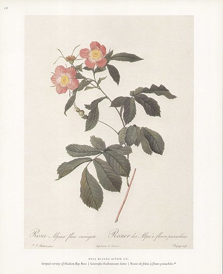   published in the 3 volume work Les Roses (The Roses; 1817 1824