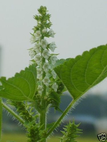 200 seeds Green leaves Perilla frutescens,Green Shiso  