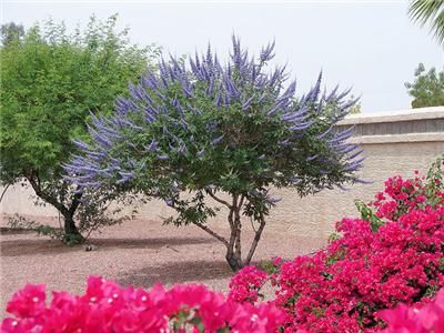 Vitex Agnus Castus / Chaste Tree SEEDS E 128  